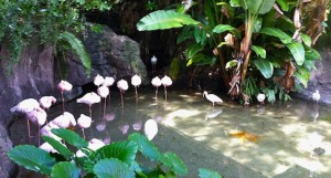 animalkingdom-flamingos