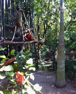 animalkingdom-parrots