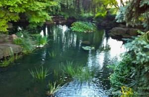 sheratongrounds-fishpond